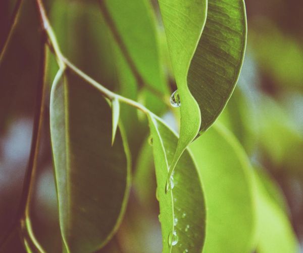 Fresh green leaves symbolizing health and vitality